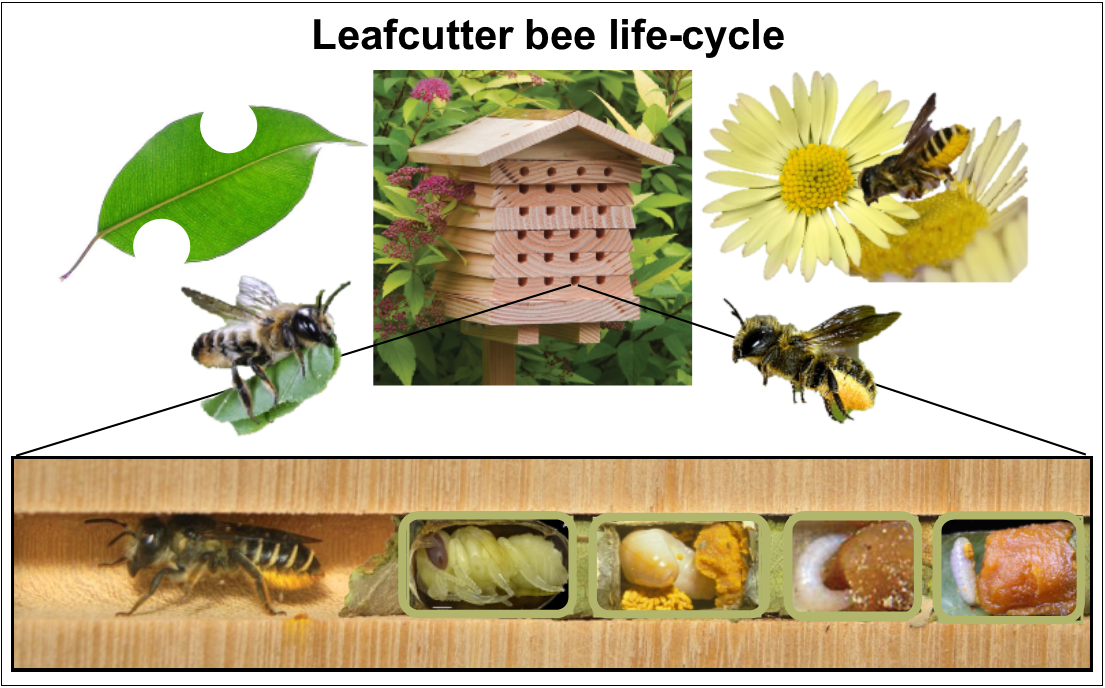 leafcutter bee lifecycle